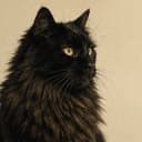 Kit